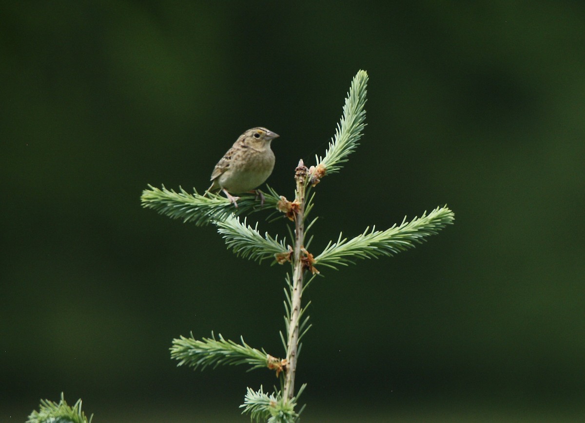 Grasshopper Sparrow - ML619401695