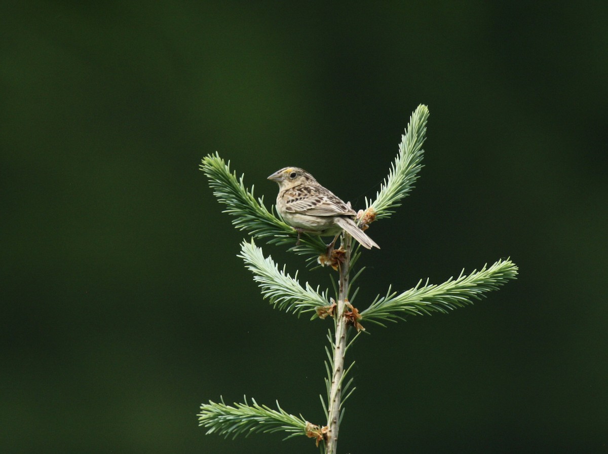 Grasshopper Sparrow - ML619401696