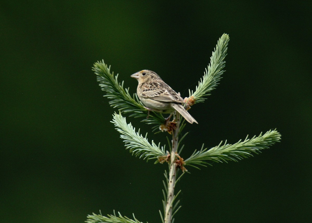 Grasshopper Sparrow - ML619401698