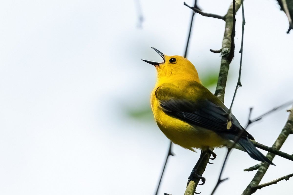Prothonotary Warbler - ML619401838