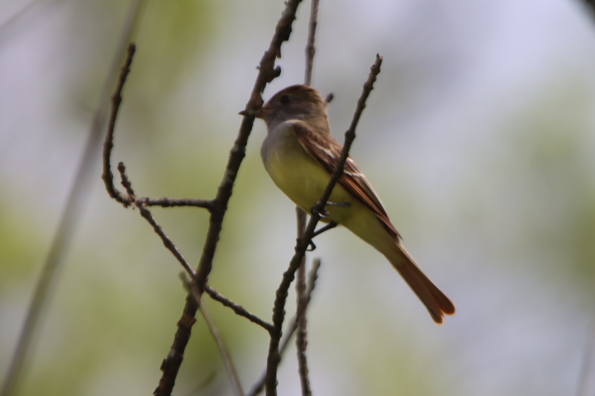 Great Crested Flycatcher - ML619401846