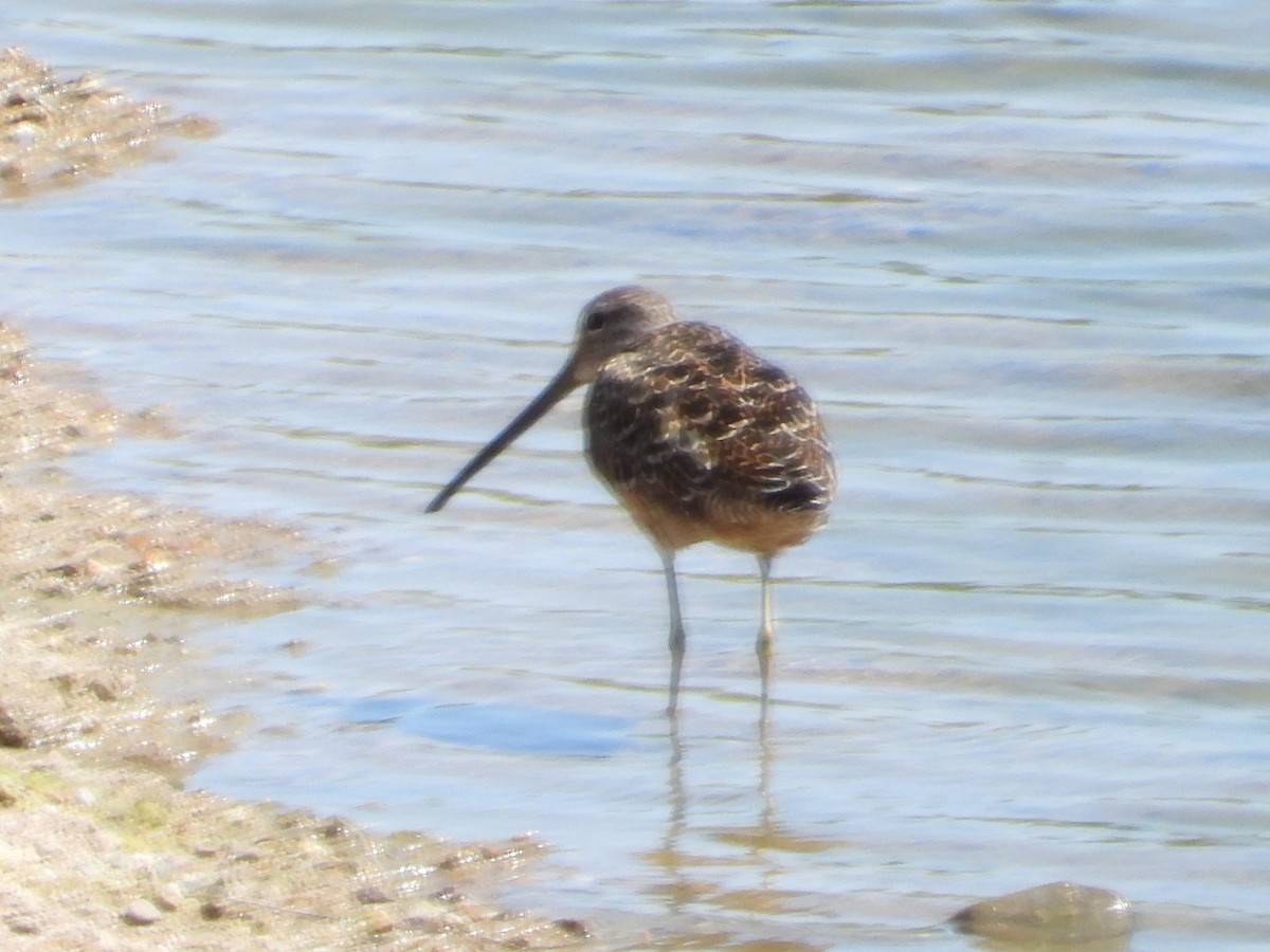 Long-billed Dowitcher - ML619401867