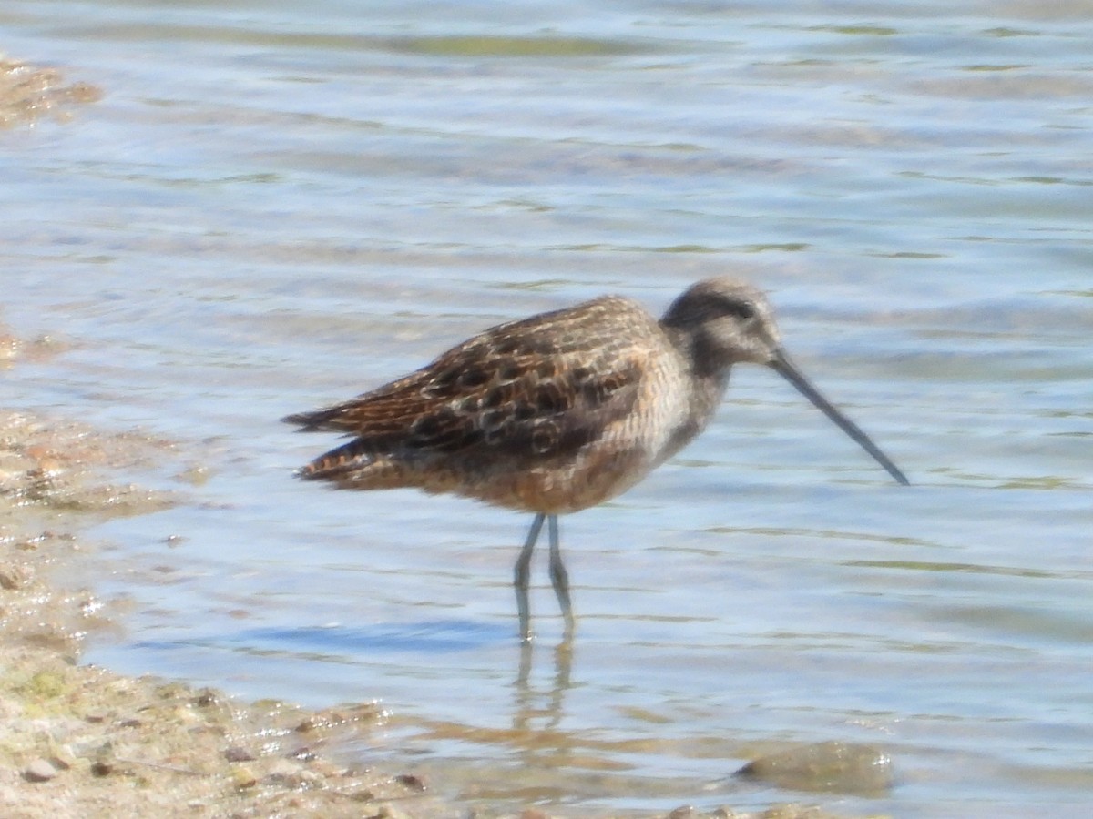 Long-billed Dowitcher - ML619401868