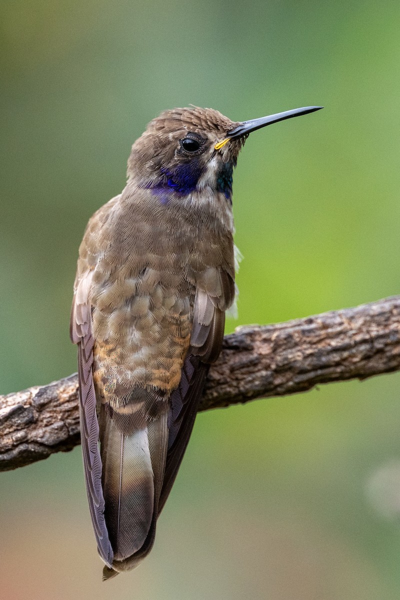 kolibřík fialovouchý - ML619401963
