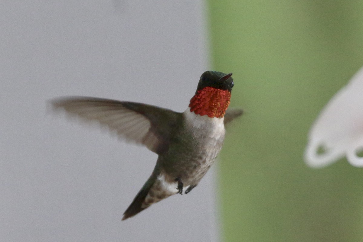 Ruby-throated Hummingbird - ML619401998