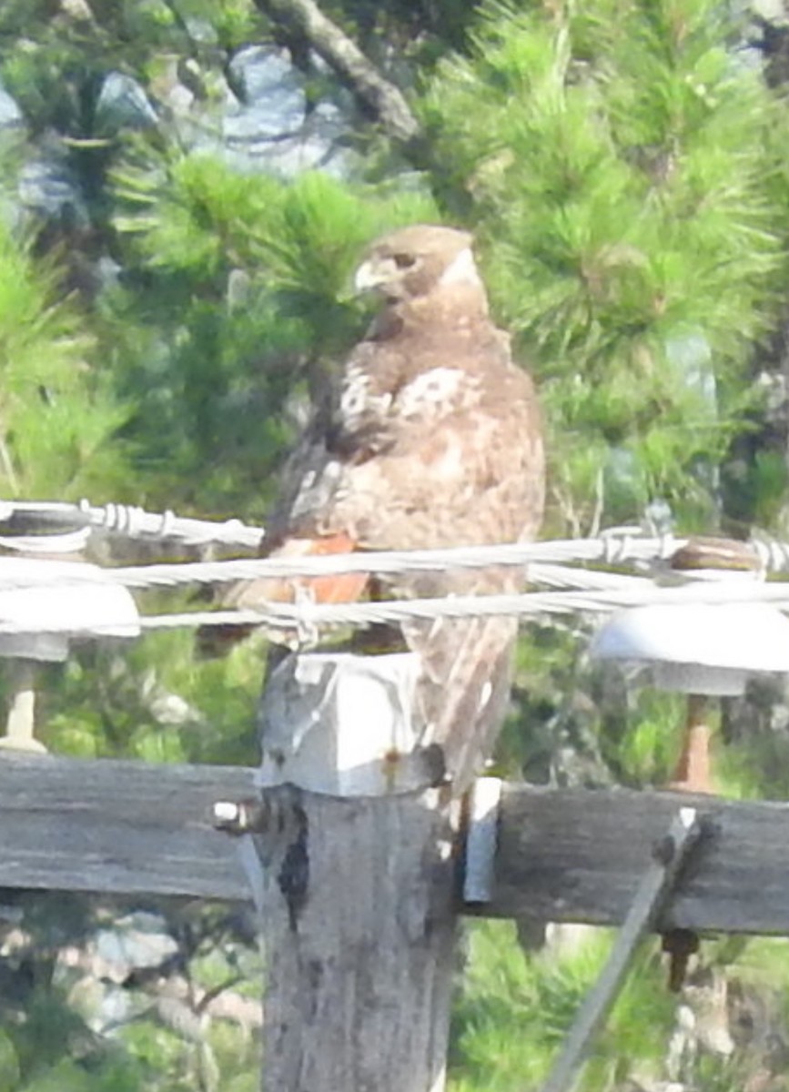 Red-tailed Hawk - ML619402006