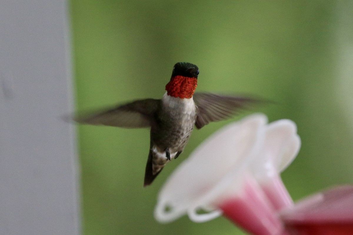 Ruby-throated Hummingbird - ML619402008