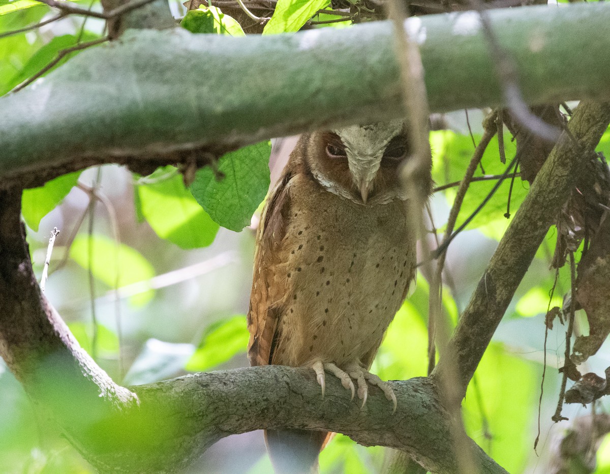 White-fronted Scops-Owl - ML619402058