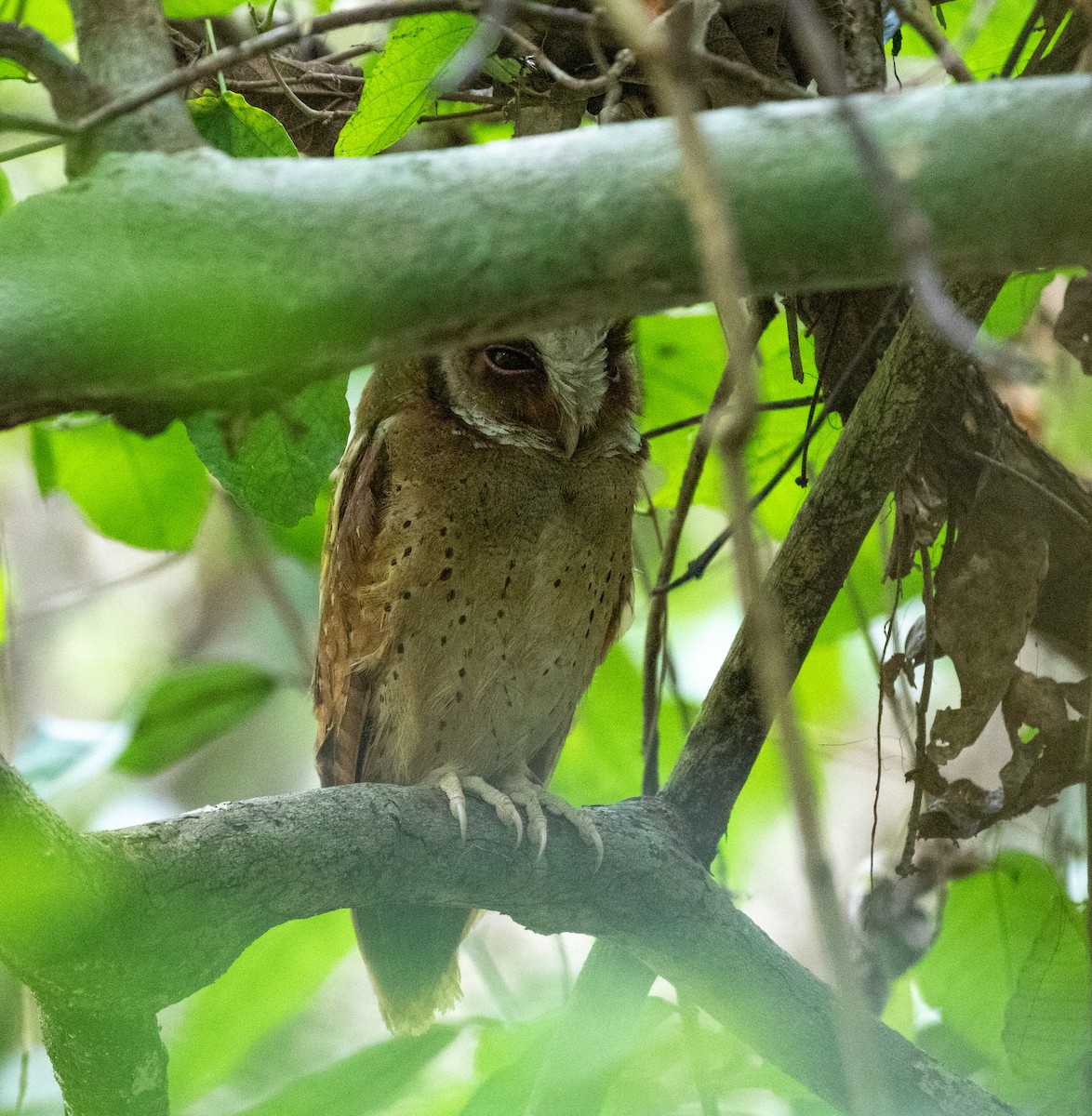White-fronted Scops-Owl - ML619402059