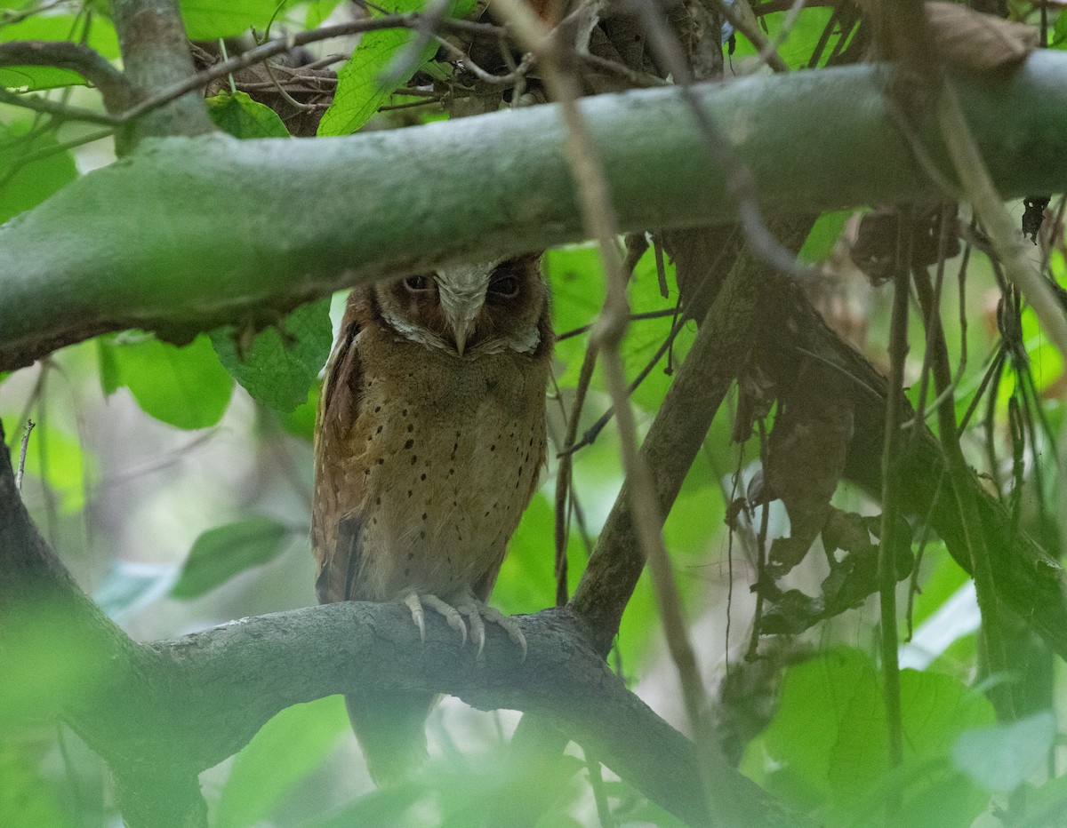White-fronted Scops-Owl - ML619402060