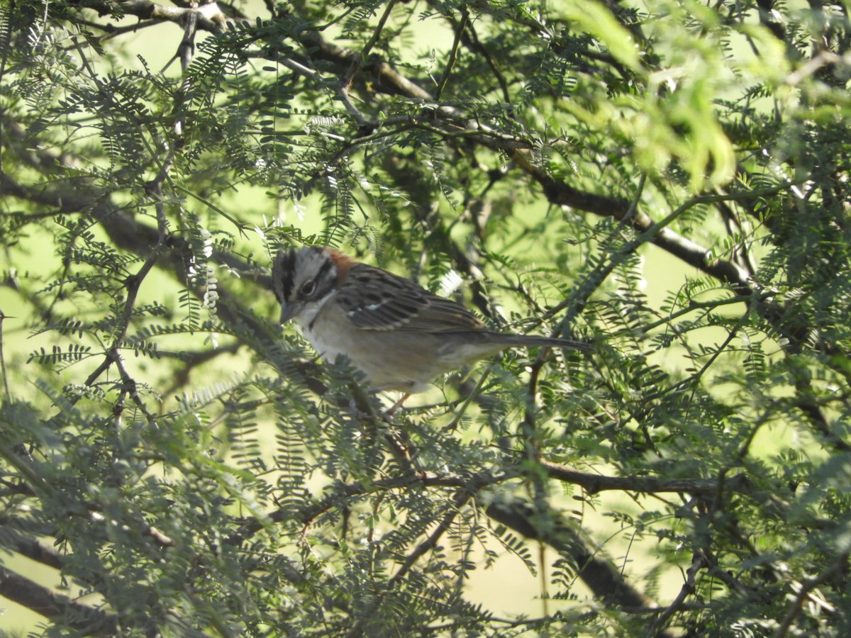 Rufous-collared Sparrow - ML619402105