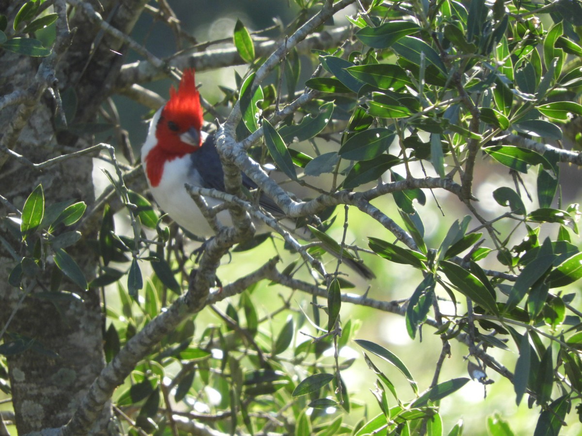 Red-crested Cardinal - ML619402119