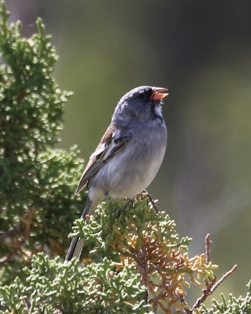 Black-chinned Sparrow - ML619402126