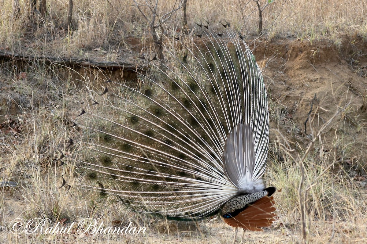 Indian Peafowl - ML619402132