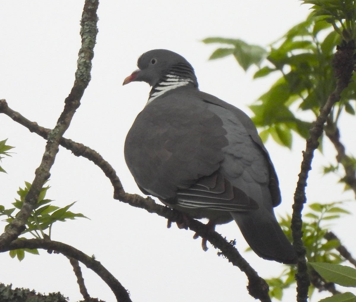 Common Wood-Pigeon - ML619402168