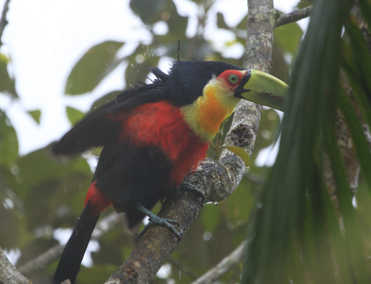 Red-breasted Toucan - ML619402197