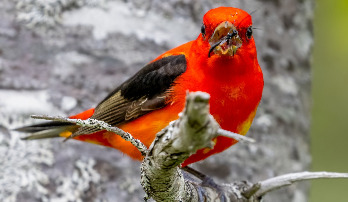 Scarlet Tanager - ML619402227