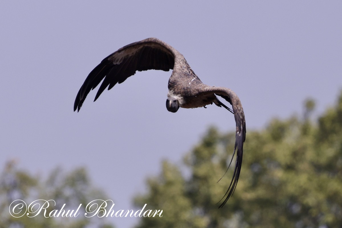 Indian Vulture - ML619402261