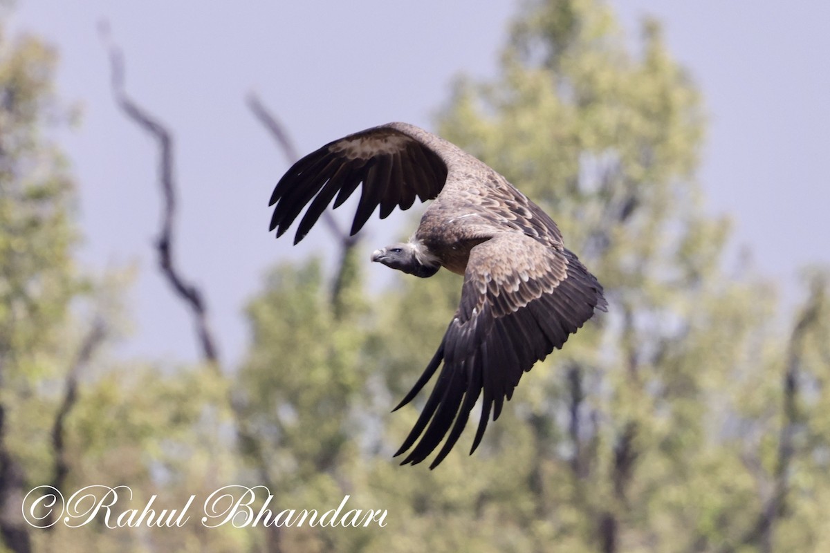 Indian Vulture - ML619402263