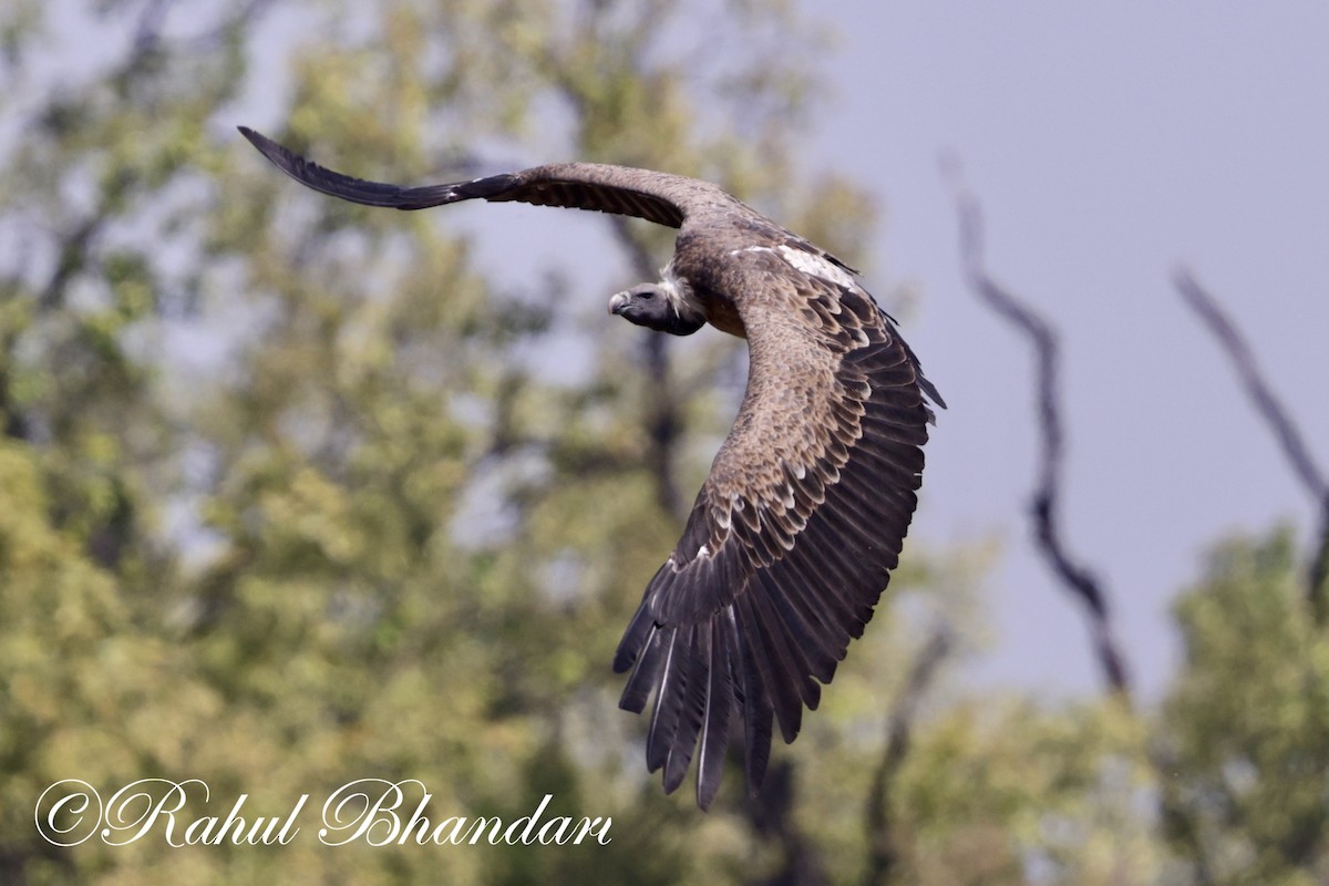 Indian Vulture - ML619402265