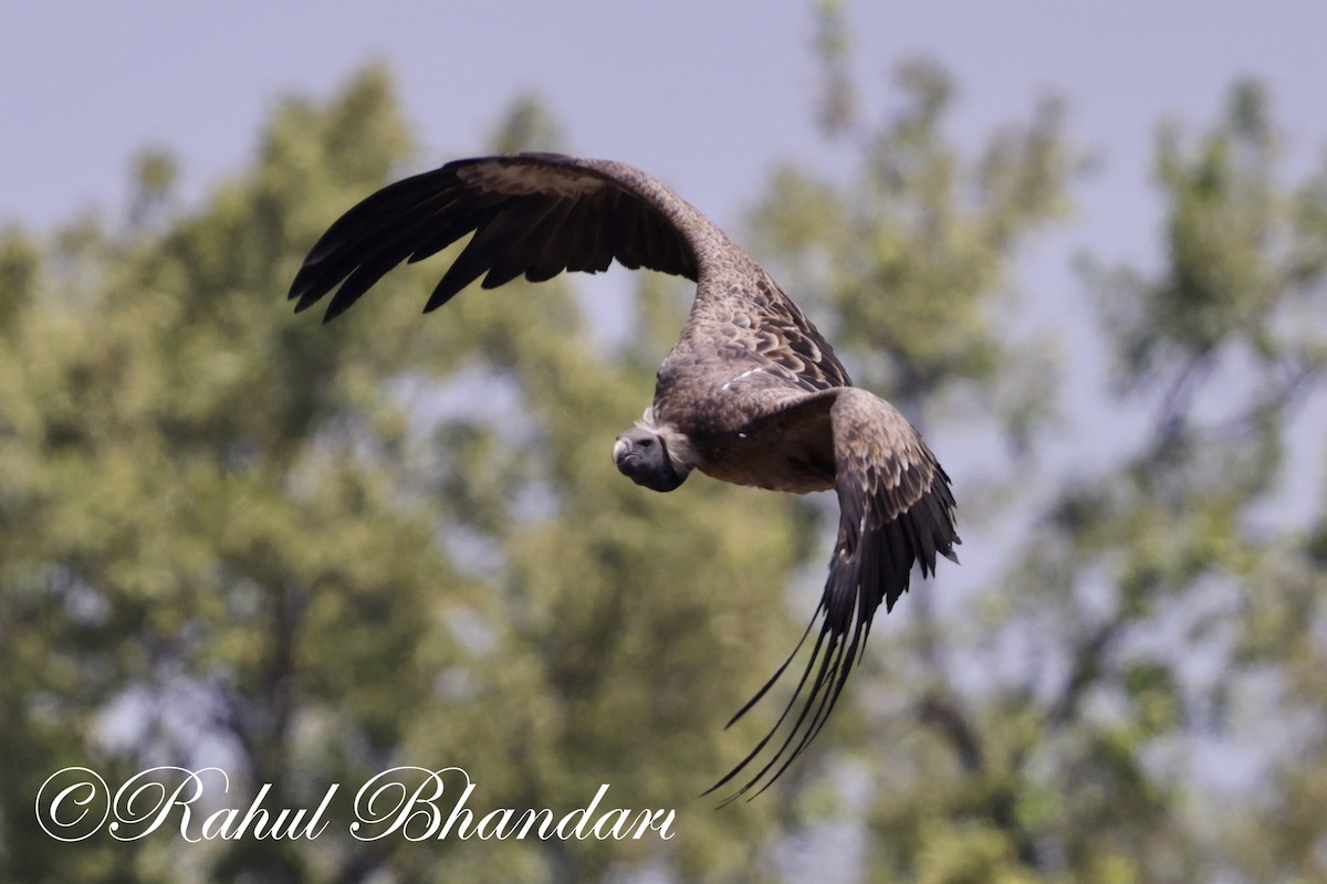 Indian Vulture - ML619402266
