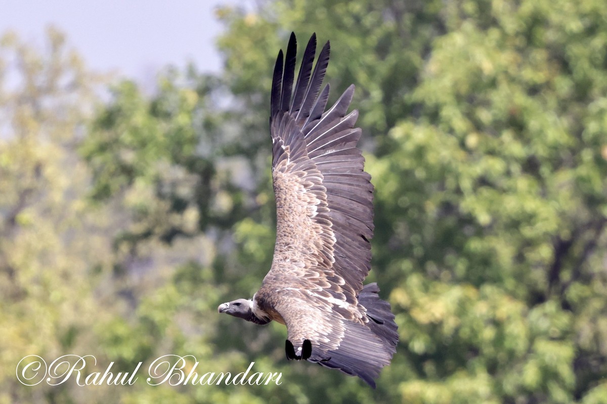 Indian Vulture - ML619402270