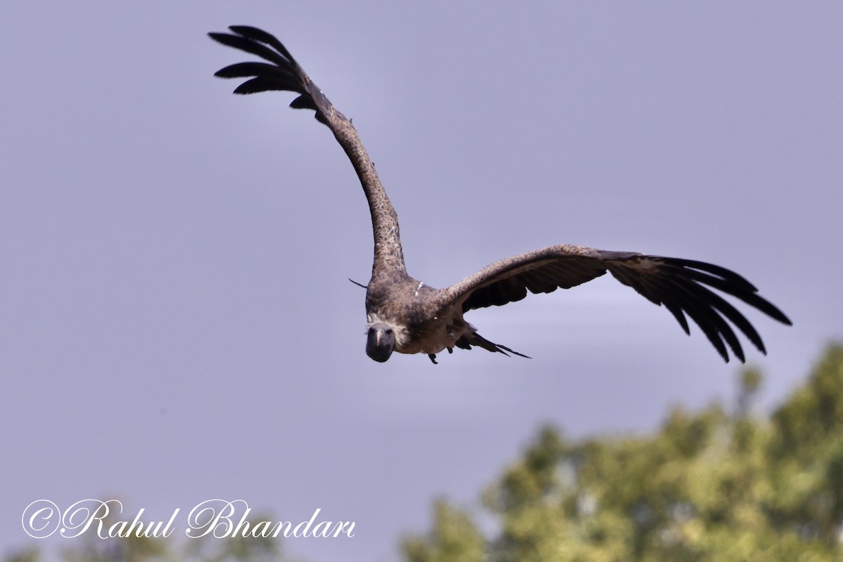 Indian Vulture - ML619402272