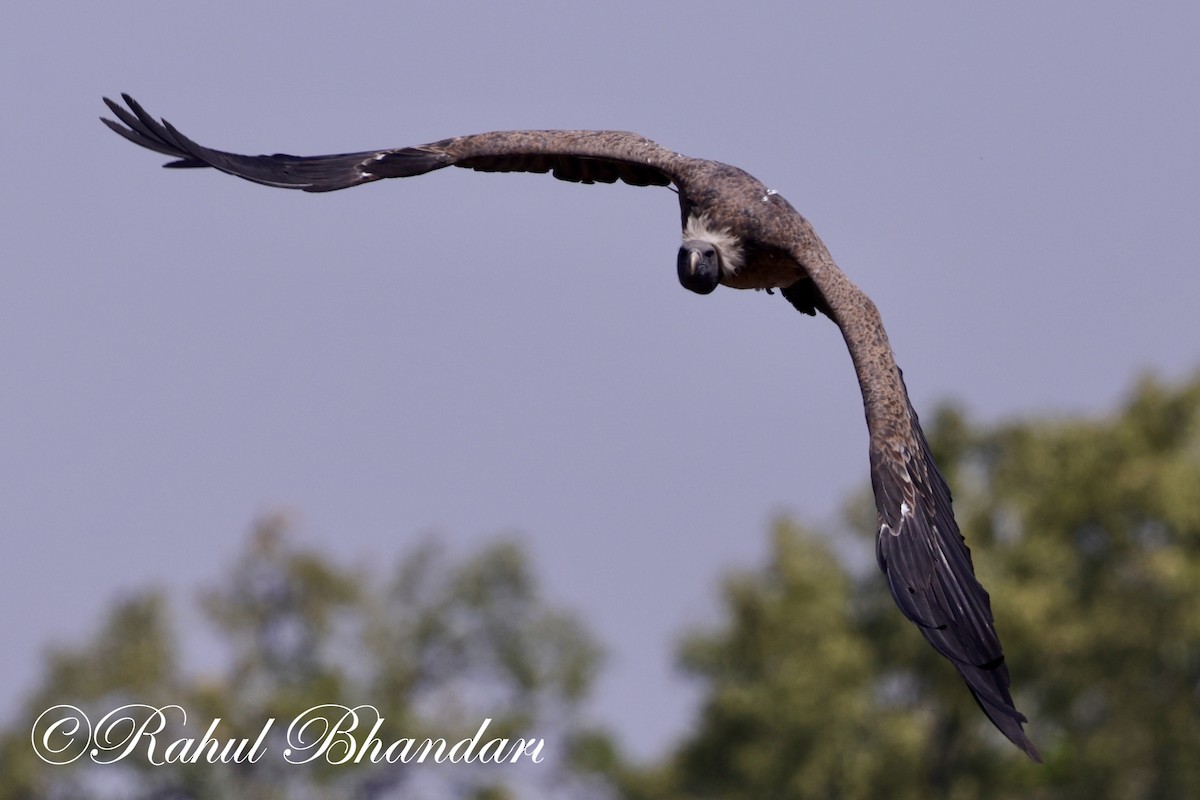 Indian Vulture - ML619402274