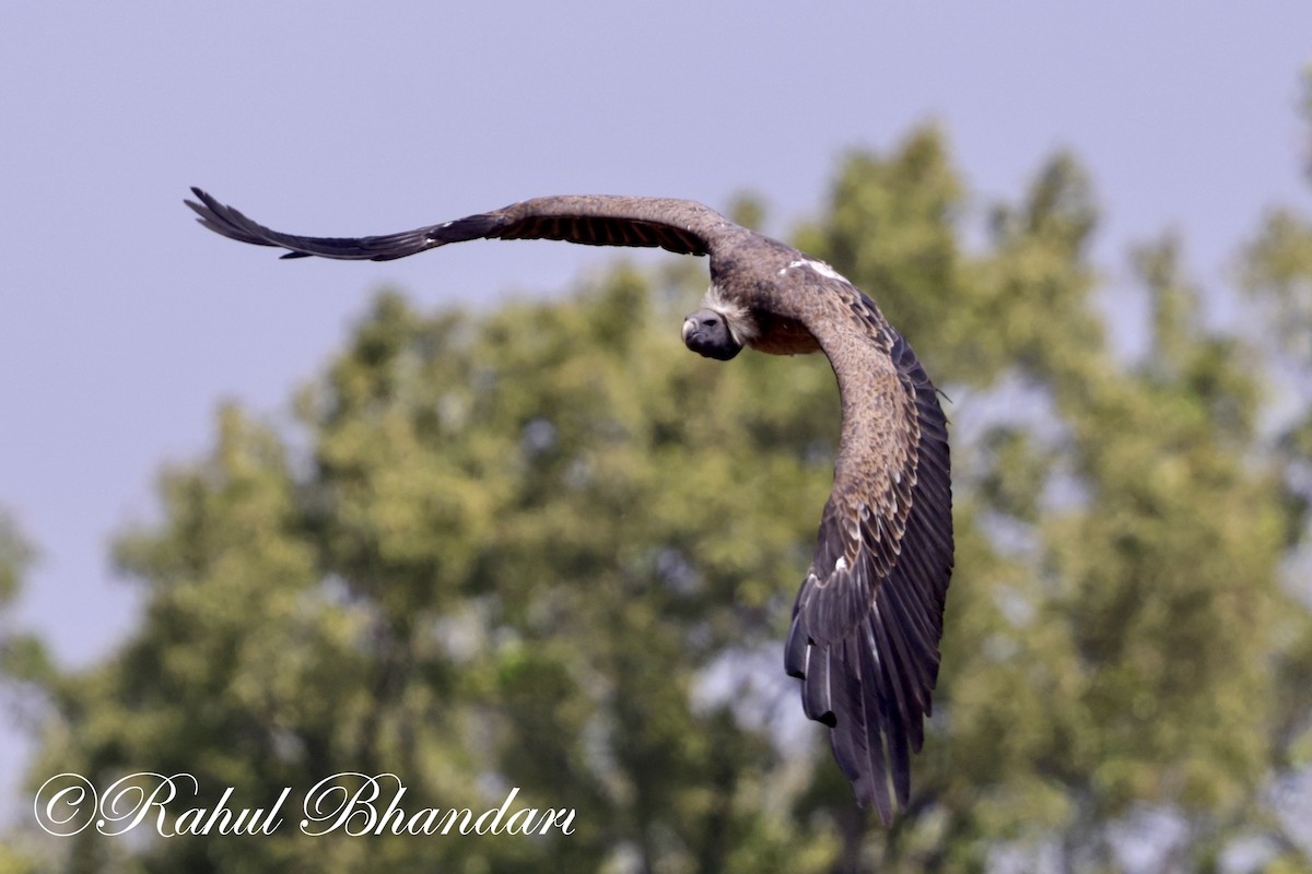 Indian Vulture - ML619402277