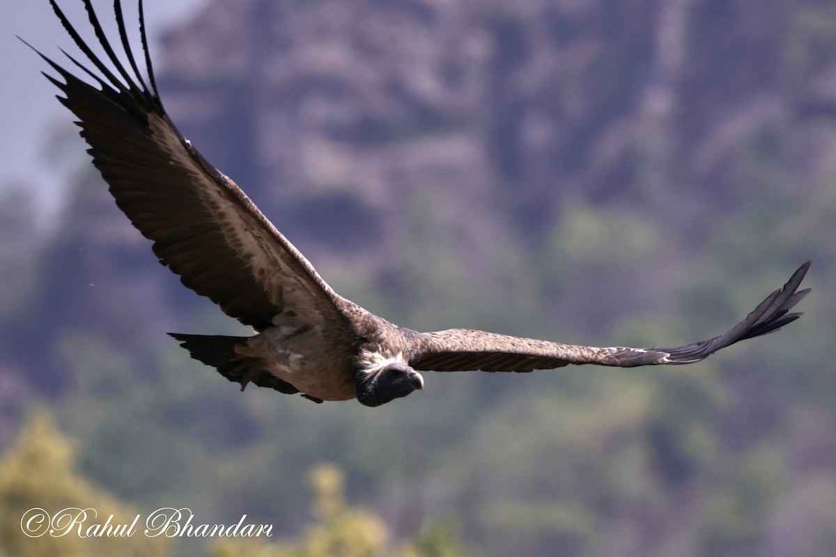 Indian Vulture - ML619402278