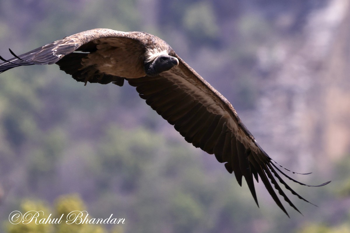 Indian Vulture - ML619402279