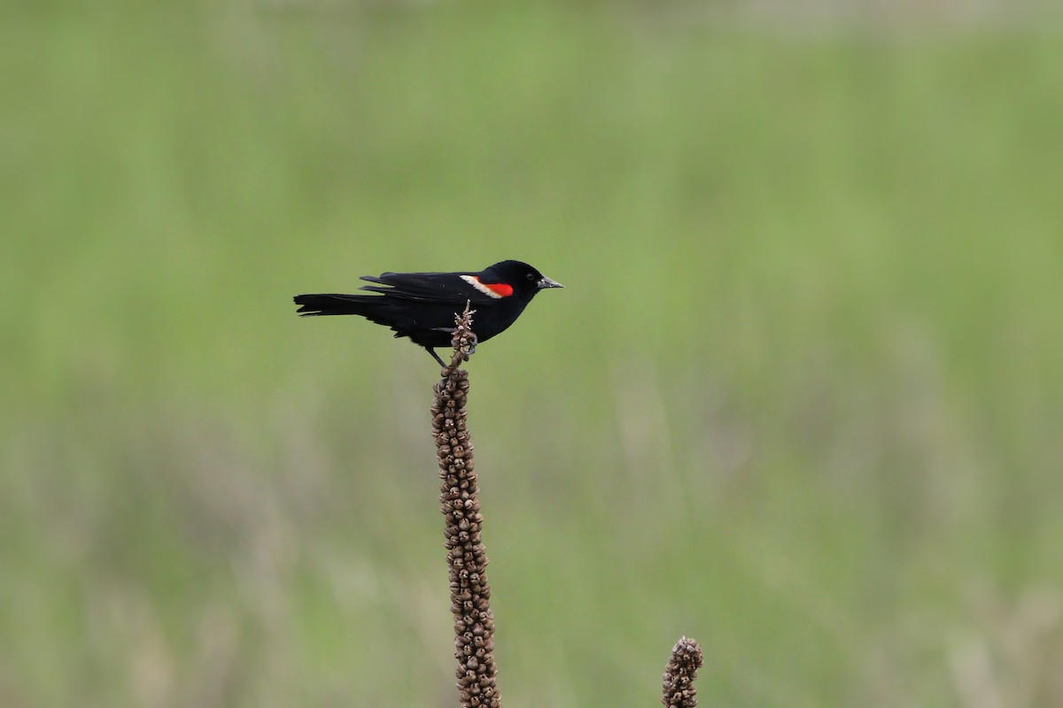 Red-winged Blackbird - ML619402286