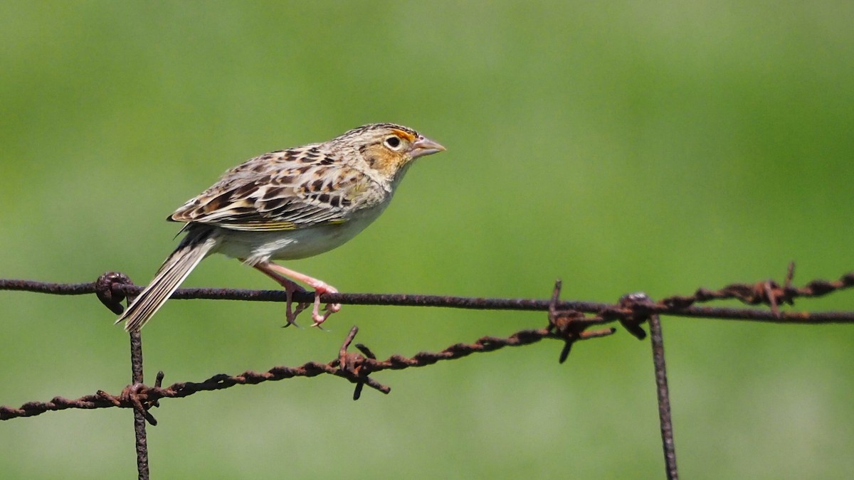 Grasshopper Sparrow - ML619402302