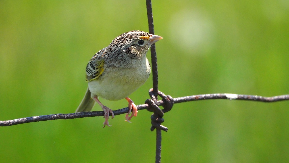 Grasshopper Sparrow - ML619402303