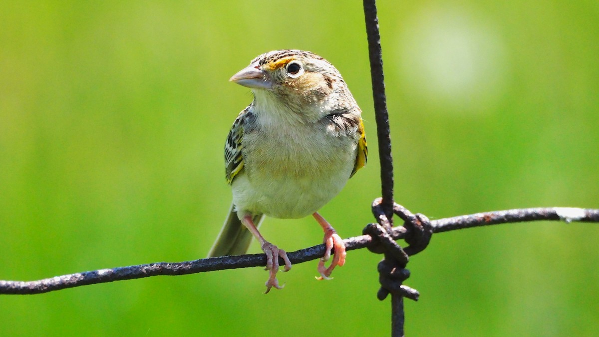 Grasshopper Sparrow - ML619402305