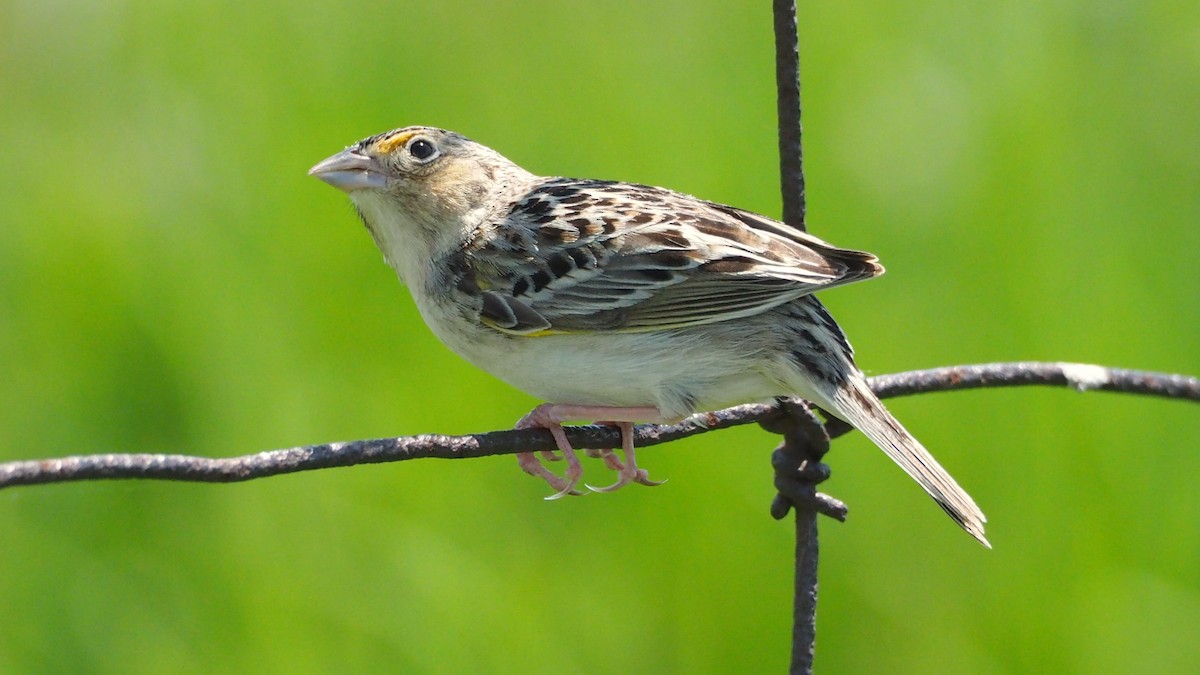 Grasshopper Sparrow - ML619402306