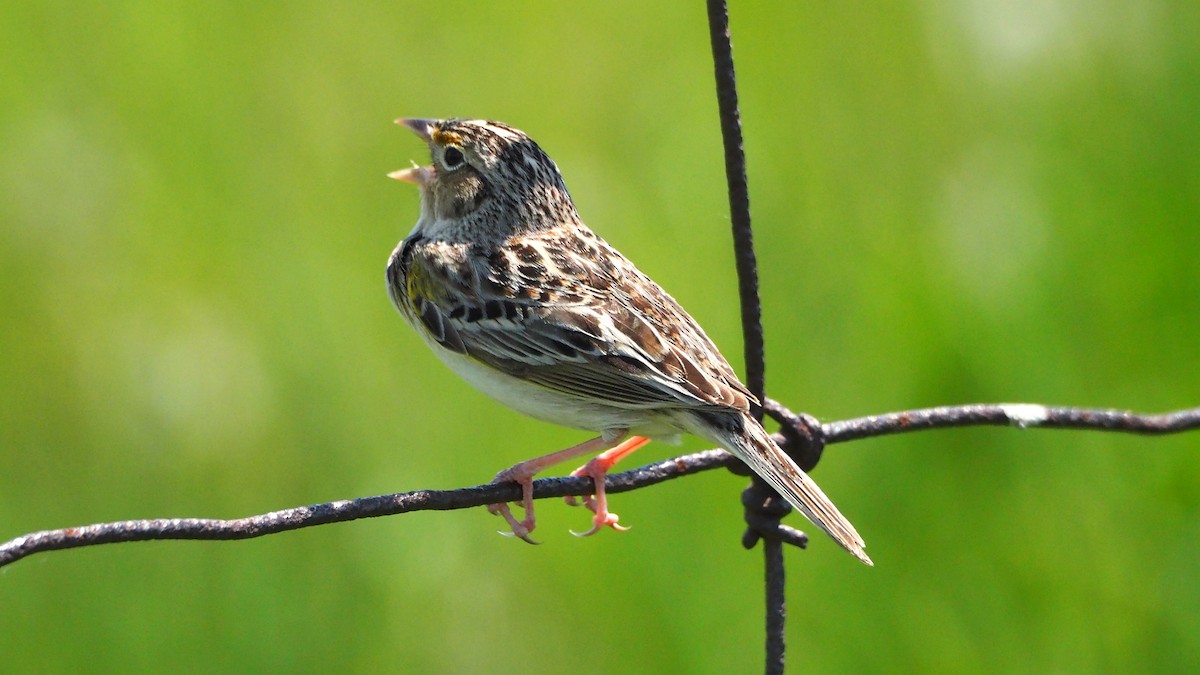 Grasshopper Sparrow - ML619402307