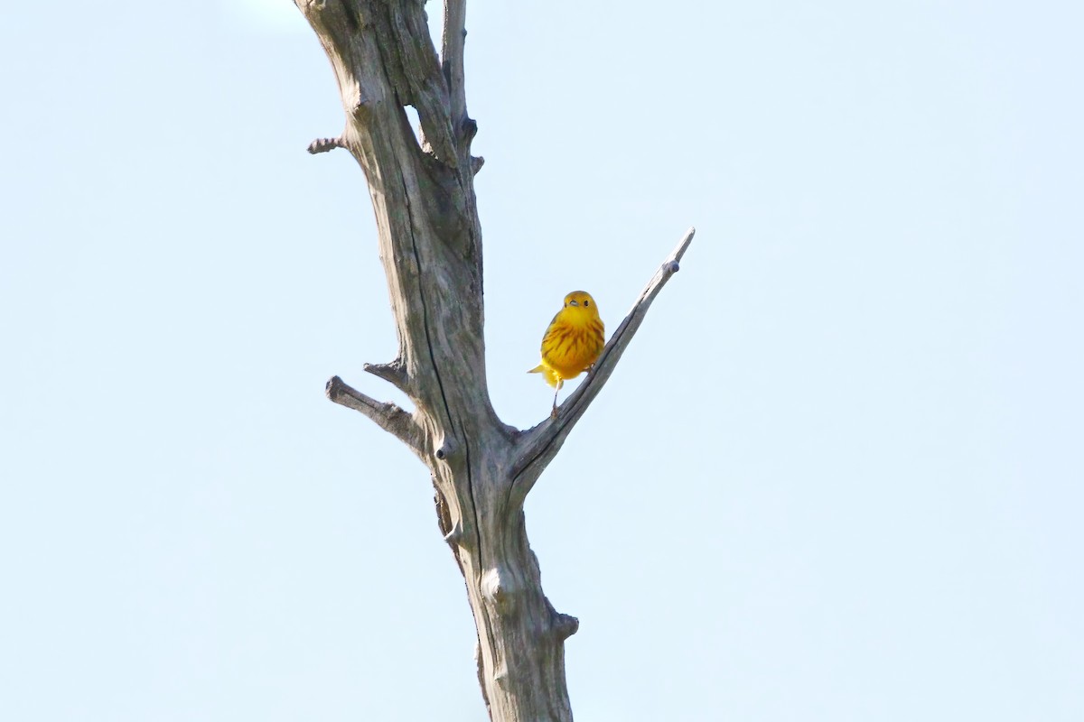Yellow Warbler - ML619402308