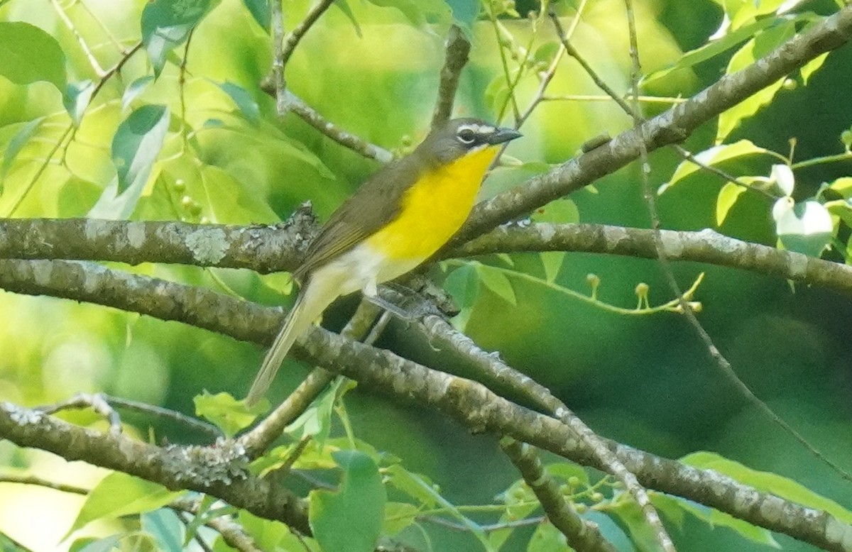Yellow-breasted Chat - ML619402330
