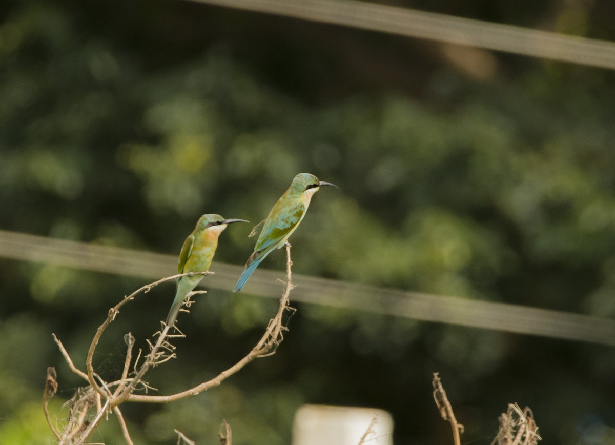 Blue-tailed Bee-eater - ML619402448