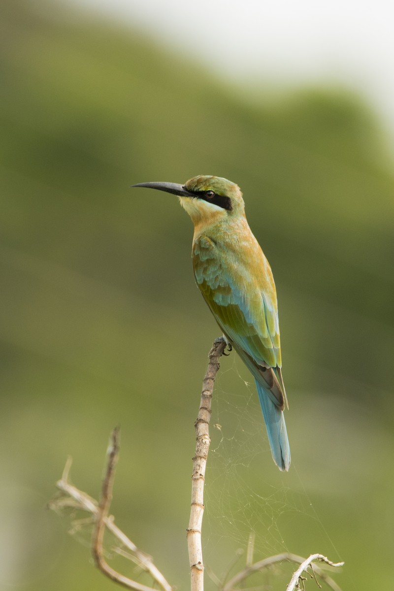 Blue-tailed Bee-eater - ML619402449