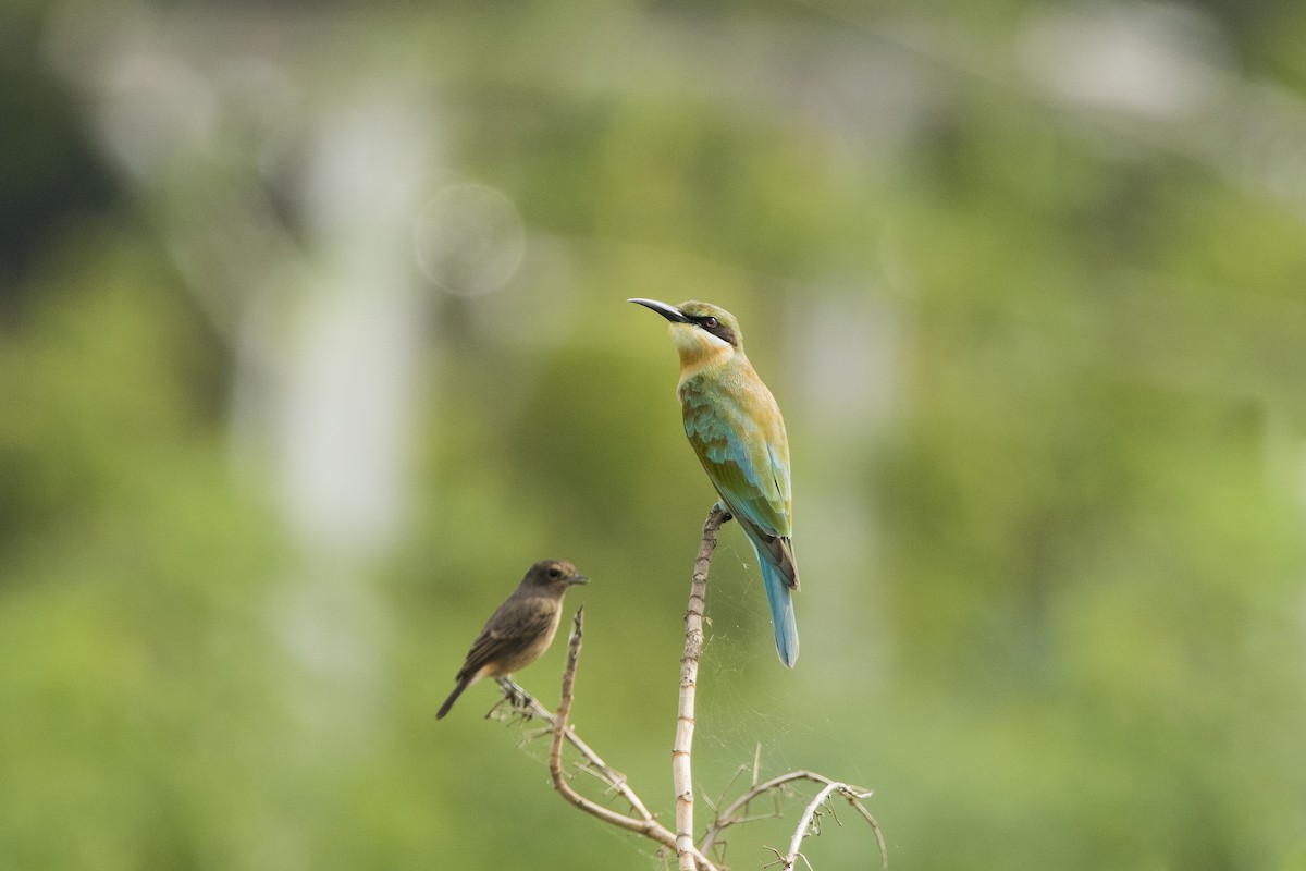 Blue-tailed Bee-eater - ML619402450