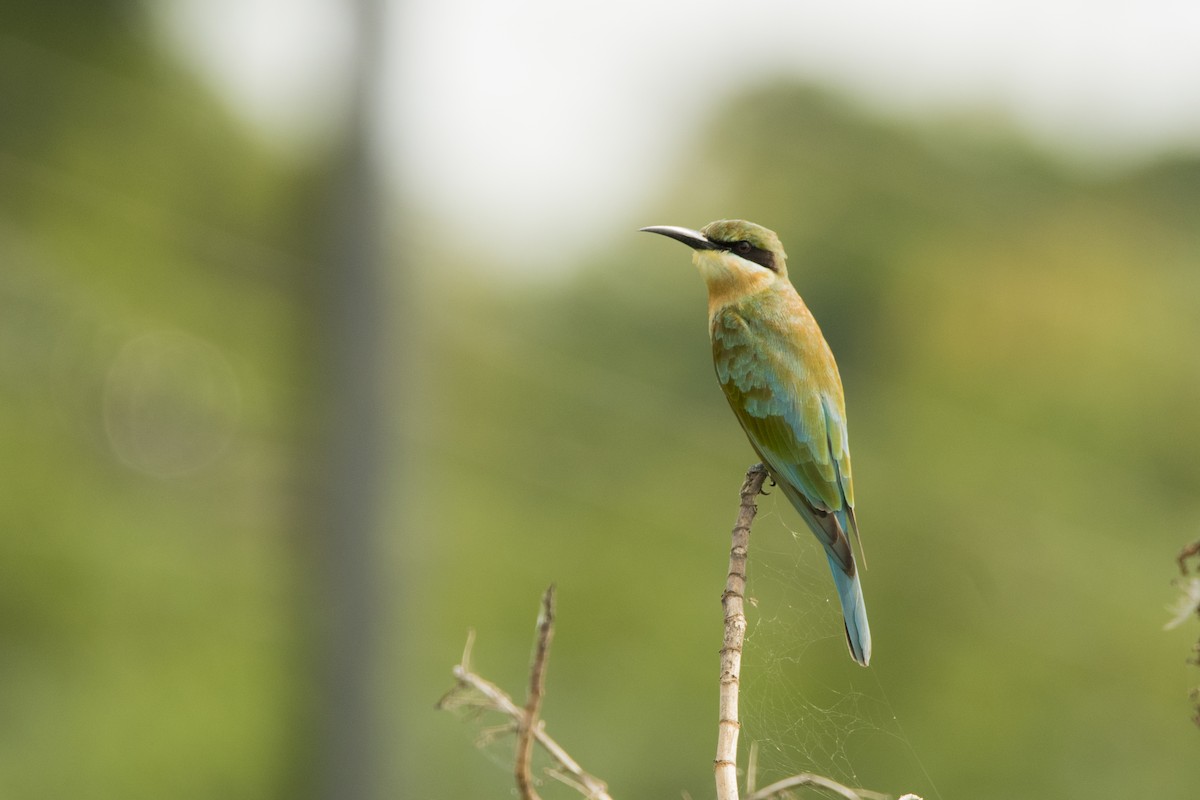 Blue-tailed Bee-eater - ML619402451