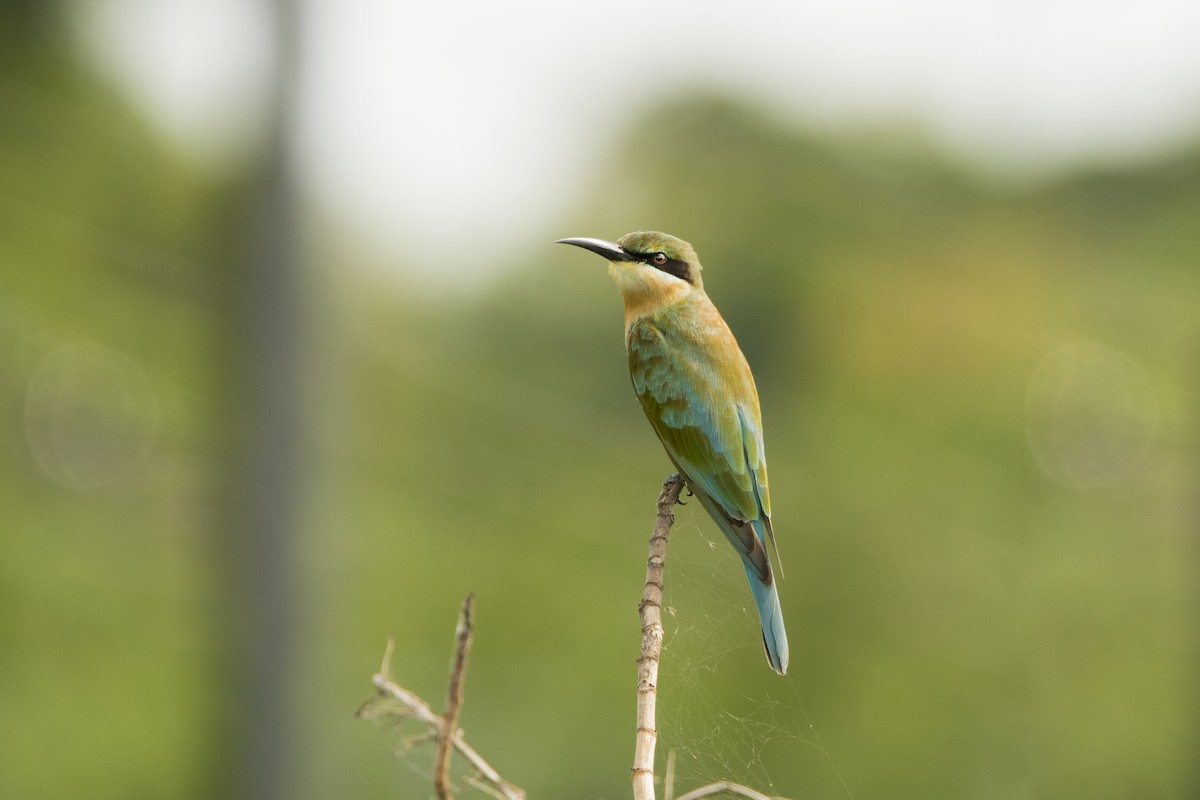 Blue-tailed Bee-eater - ML619402452