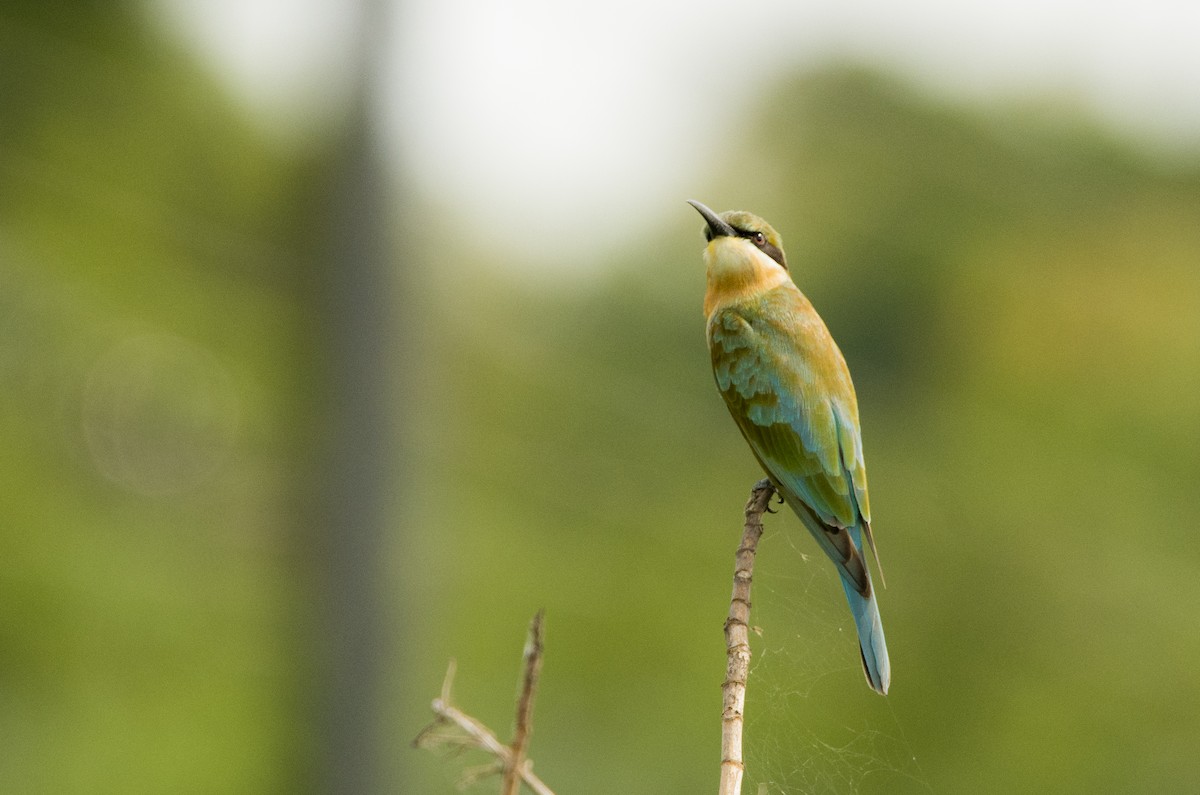 Blue-tailed Bee-eater - ML619402453