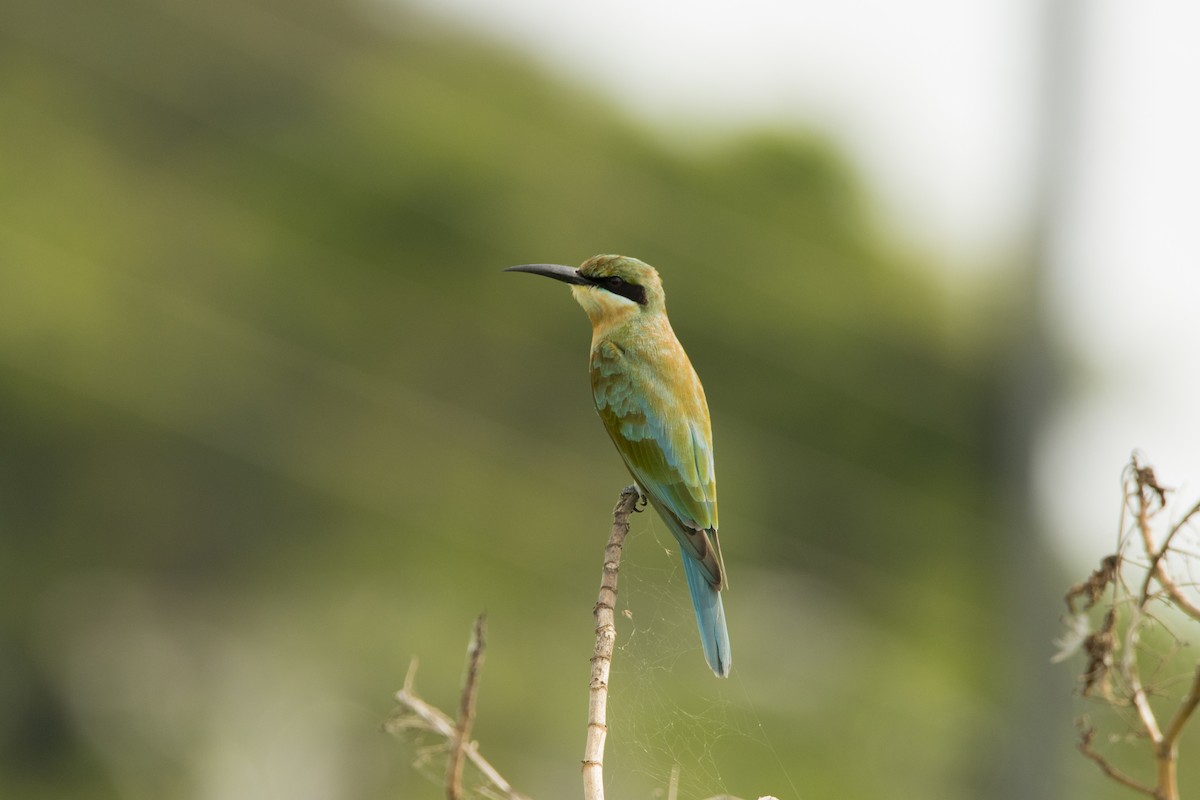 Blue-tailed Bee-eater - ML619402454