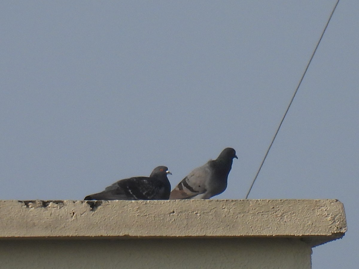 Rock Pigeon (Feral Pigeon) - ML619402496