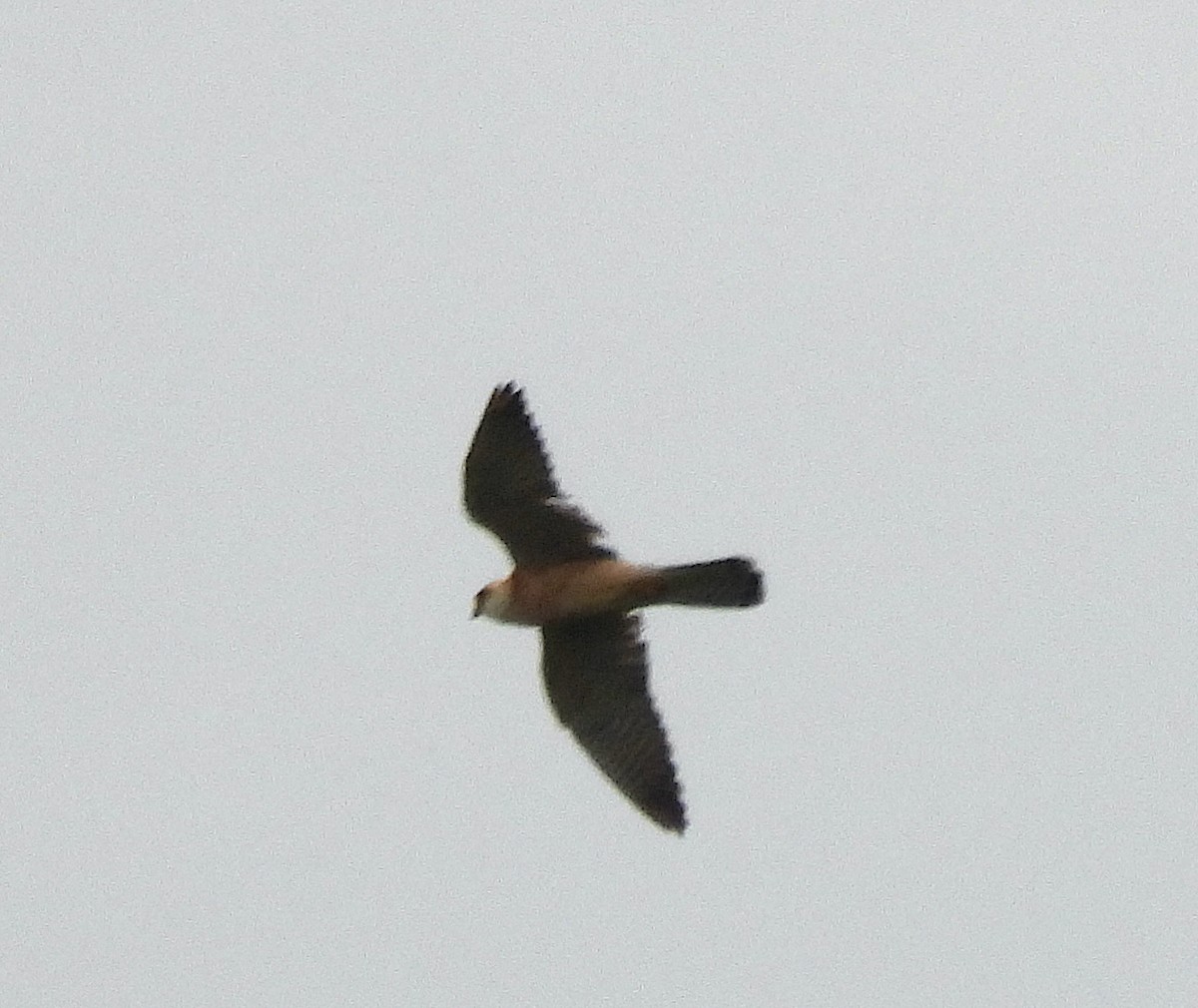 Red-footed Falcon - ML619402563