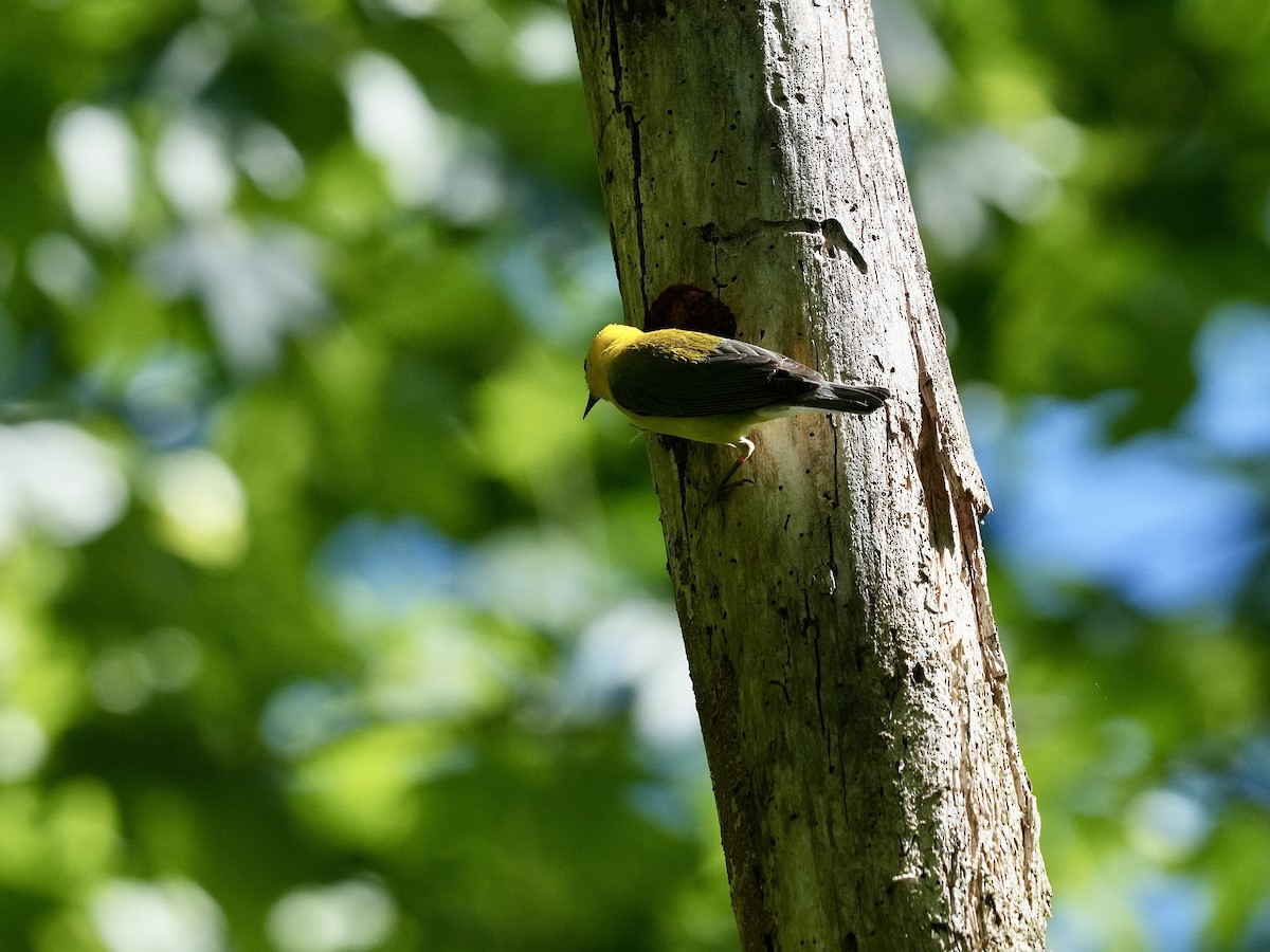 Prothonotary Warbler - ML619402606
