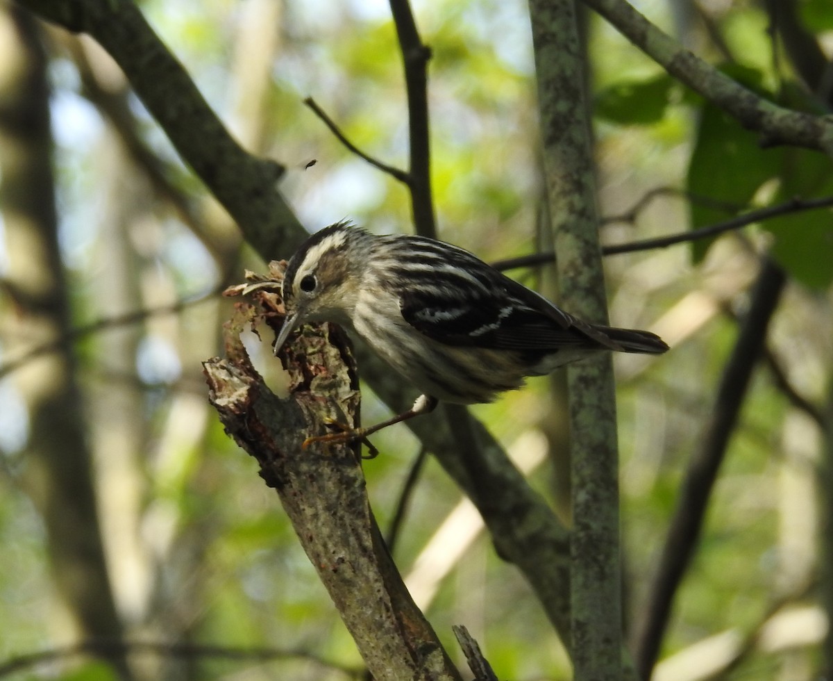 Black-and-white Warbler - ML619402607